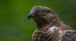 Honey buzzard