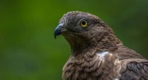 European honey buzzard (Pernis apivorus)