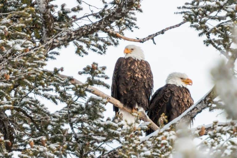 american bald eagle pair resting in fir tee in yellowstone national park