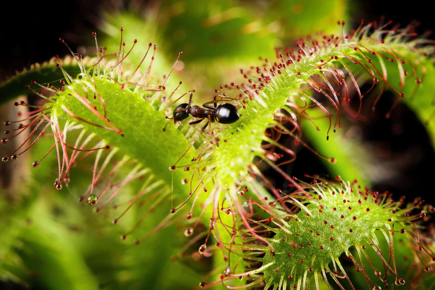 cedar plants Buy Brodie Southern Red Cedar Tree