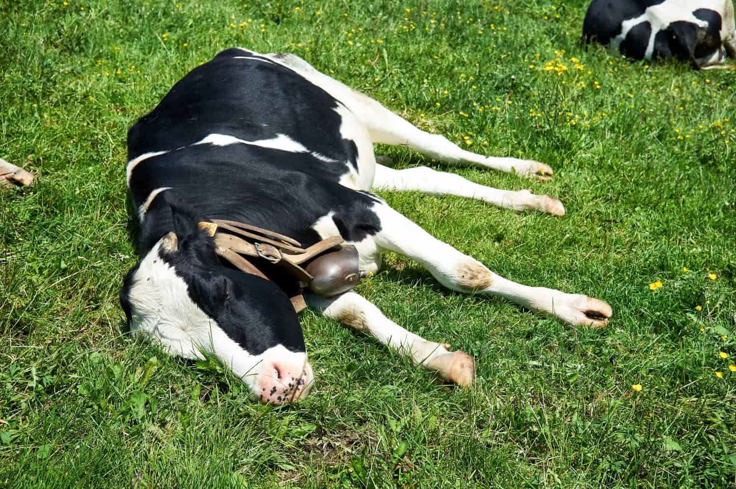 Dairy cow sleeps lying on the grass of the pasture in summer