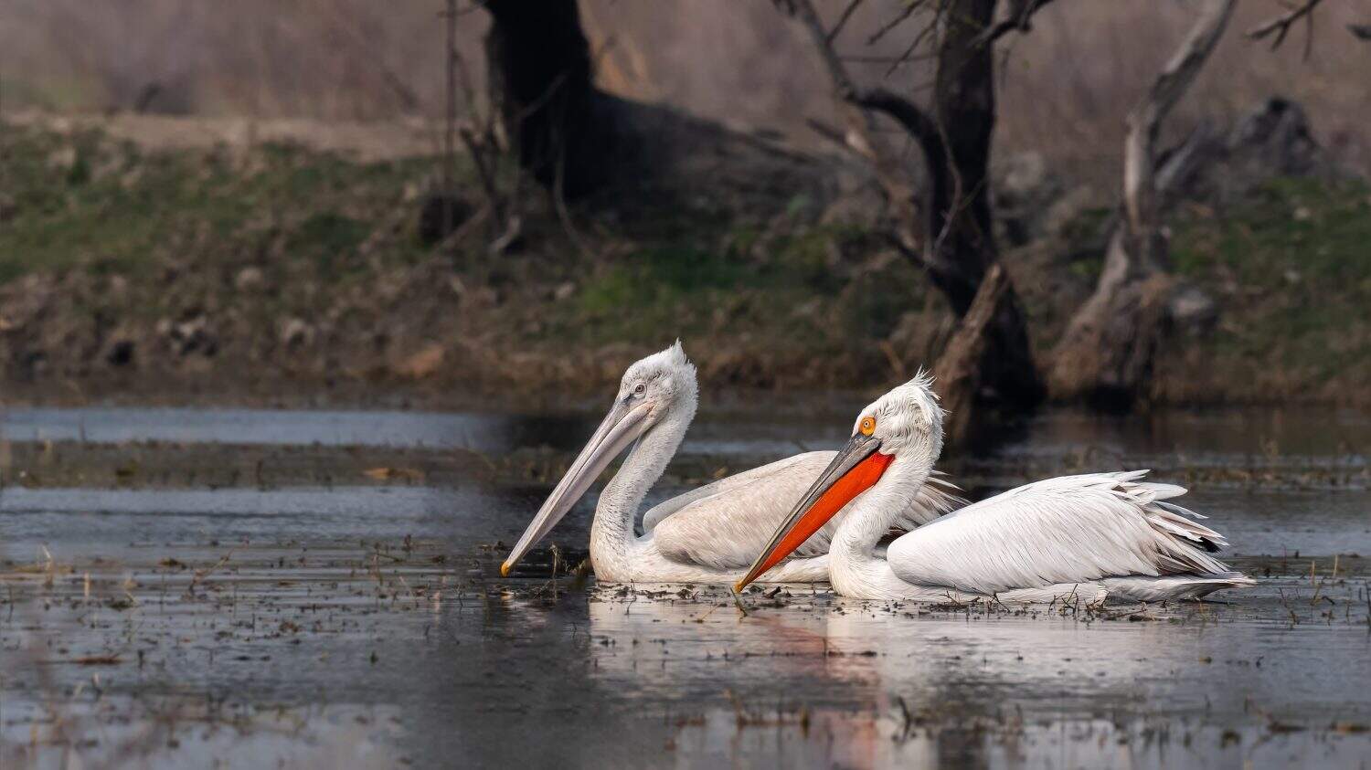 A Dalmatian pelican (Pelecanus crispus) pair swimming in water at Keoladeo National Park, Bharatpur, Rajasthan, India