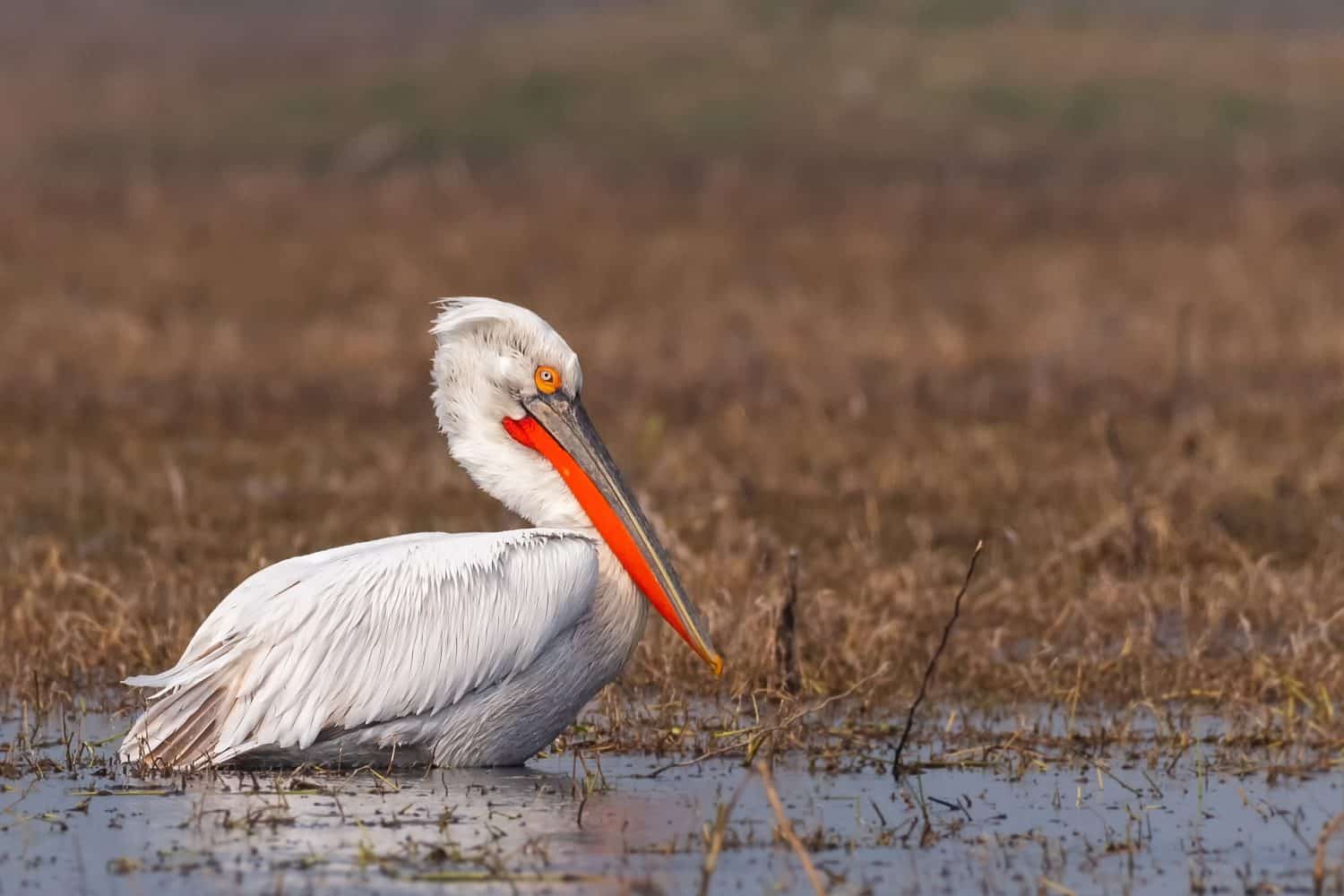 A beautiful close-up of a breeding adult Dalmatian pelican (Pelecanus crispus), at Keoladeo National Park, Bharatpur, Rajasthan, India