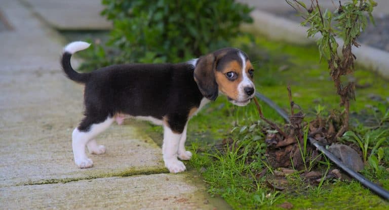 Portrait of a young 2 months old tricolor beagle puppy.