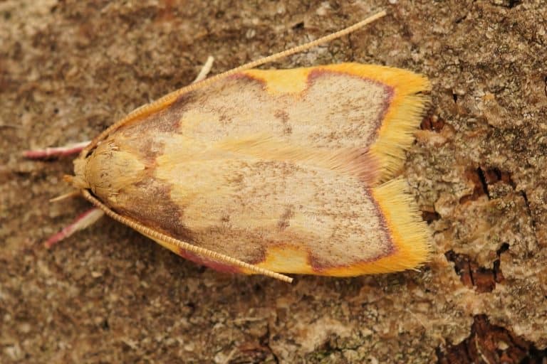 Dorsal closeup on a small but colorfull Oak lantern moth, Carcina quercana sitting on a piece of wood