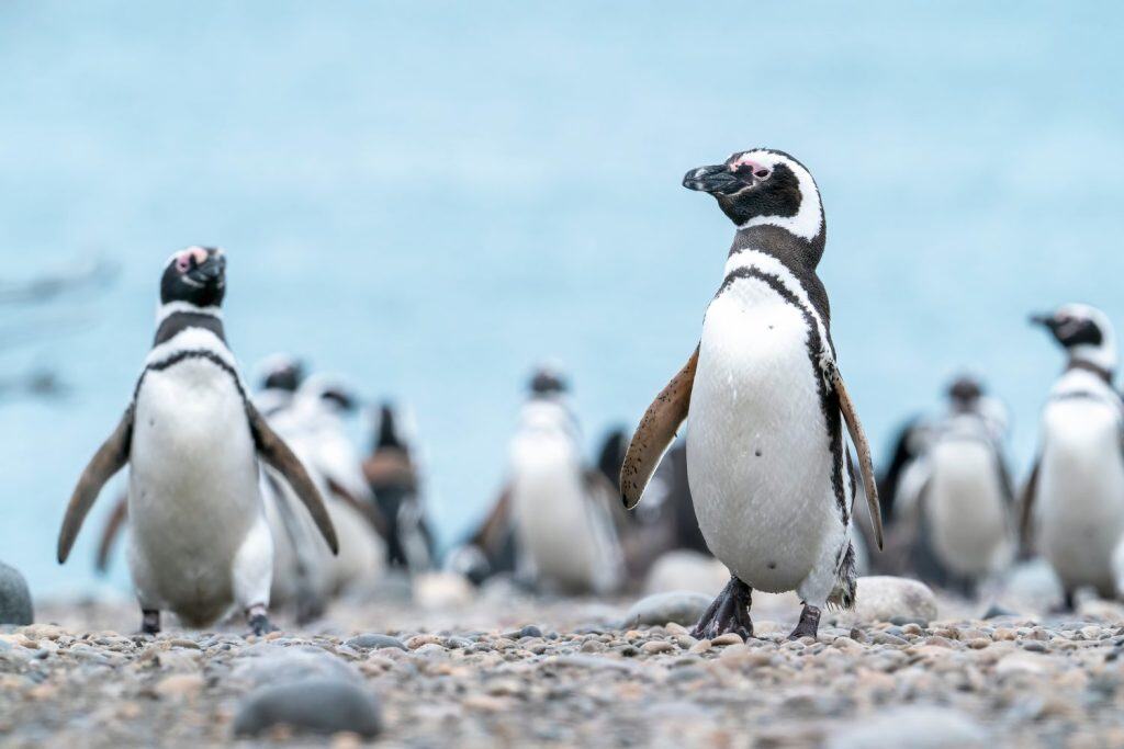 A Magellanic Penguin family walking at Cabo Virgenes in Argentina