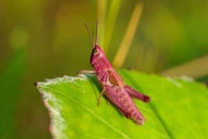 Detailed close up of a pink grasshopper sitting on a green leaf in sunlight