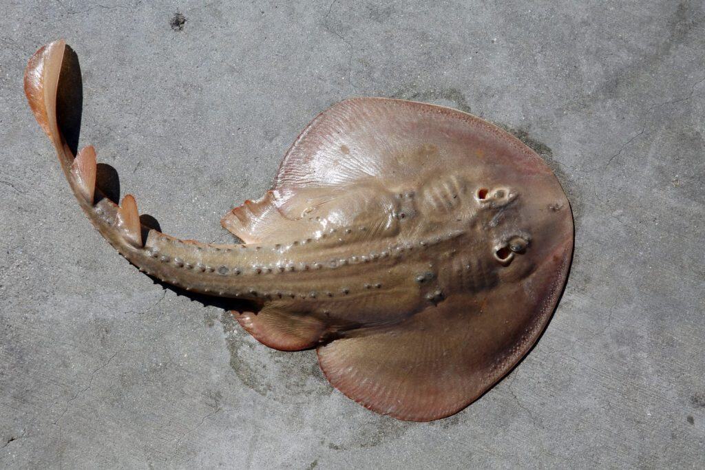 Thornback Ray. A Thornback Ray caught while fishing in Huntington Beach California. Top view of a Thornback Ray. Bottom view of a Thornback Ray. Fishing in the ocean.