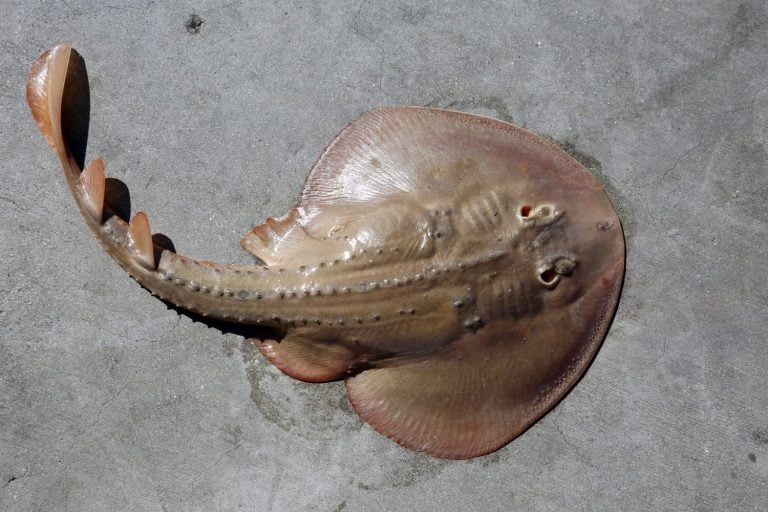Thornback Ray