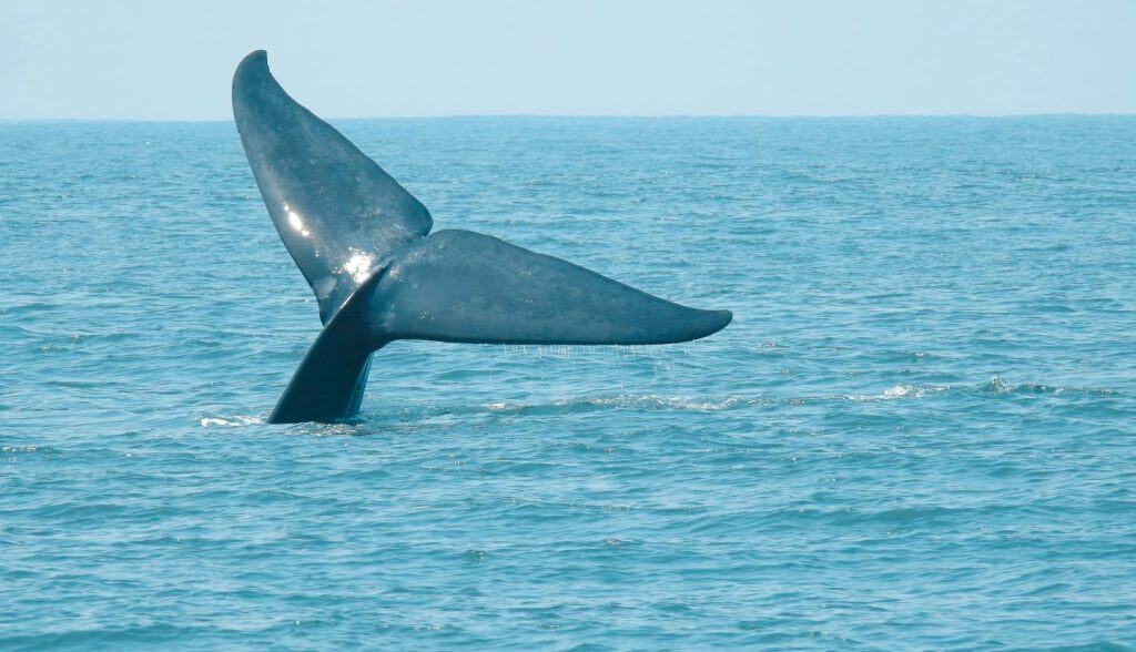 The blue whale (Balaenoptera musculus) is a marine mammal