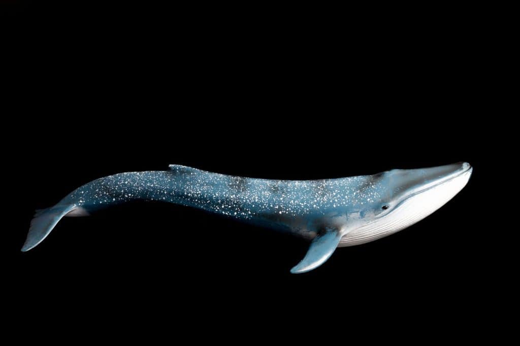 Photo of a large blue whale with bright light on a black background. Insulation.