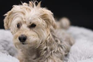 Yorkie Bichon laying on a light grey and fluffy pet bed.