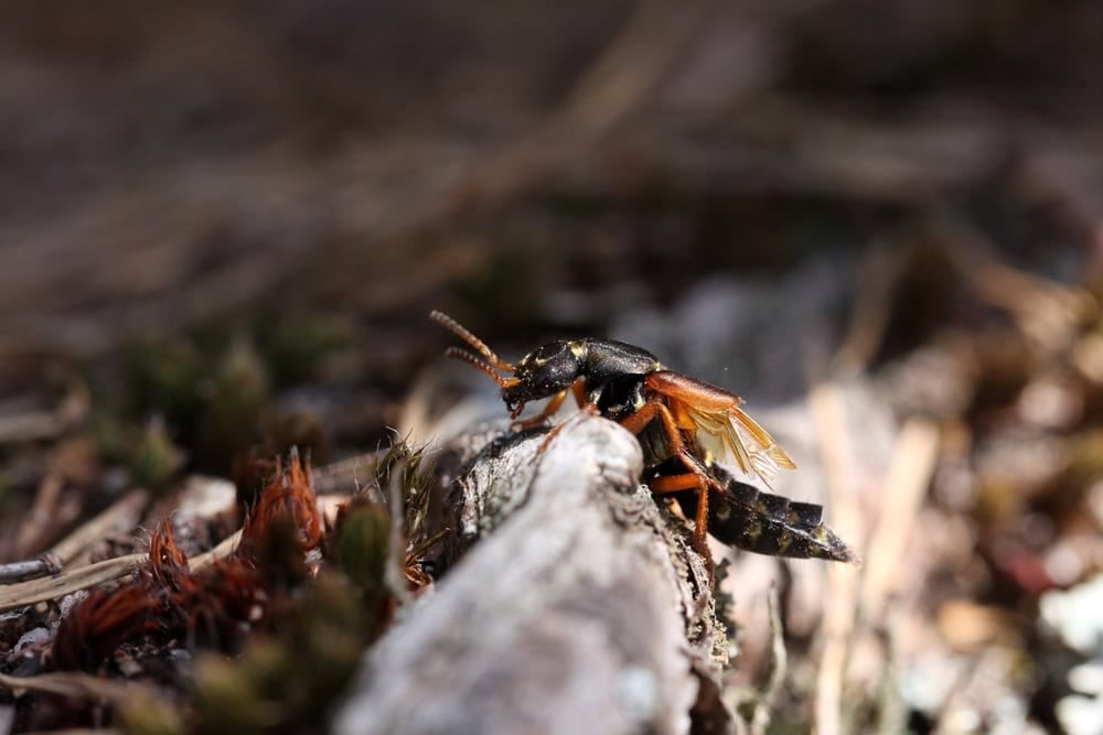 black and yellow colored rove beetle