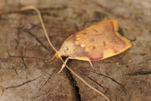 Closeup on the colorful yellow and pink small Oak Skeletonizer Moth, Carcian quercana in the garden