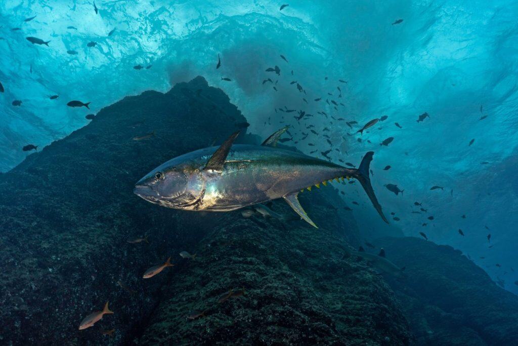 Yelowfin tuna (Thunnus albacarens) swimming close to an underwater mountain at Roca Partida