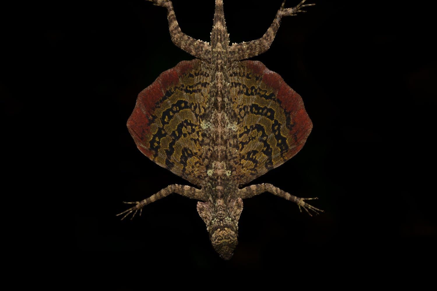 Draco taeniopterus, one of the most common species of gliding lizard but never cease to amaze me