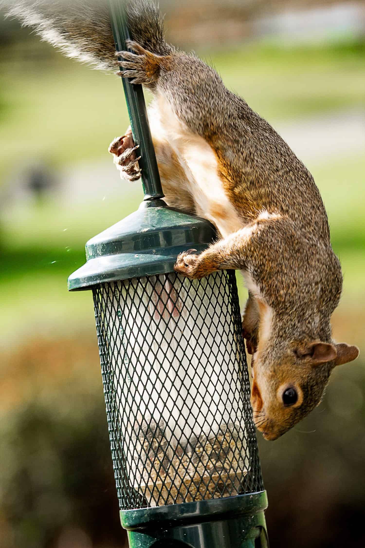 Curious squirrel trying to get food at a birdfeeder.