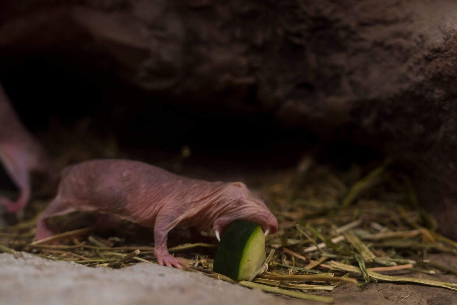 naked mole rat in a terrarium 