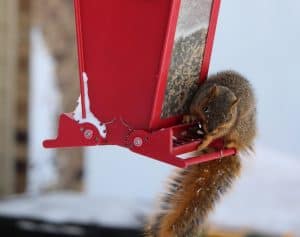 Young squirrel feeding at birdfeeder on a snowy day