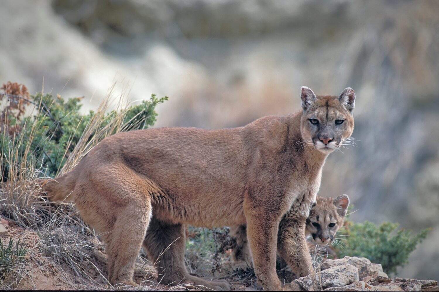 Puma in North Dakota Badlands