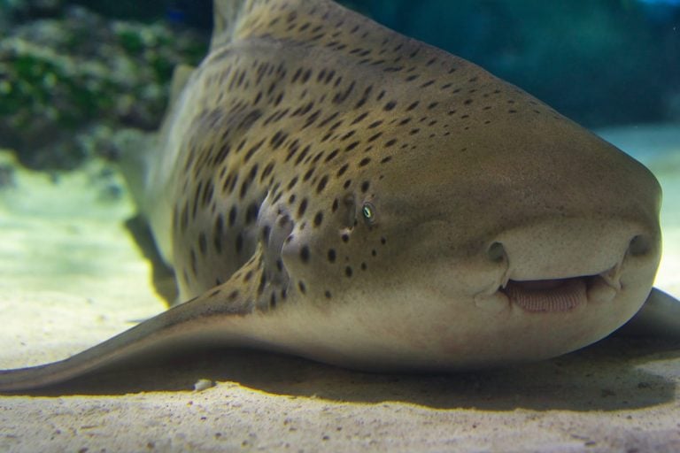 A view of a leopard shark