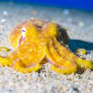 Dumbo octopuses live in the deep open ocean down to depths of at least 13,100 feet (4000 m) and perhaps much deeper, making this group the deepest living of all known octopuses