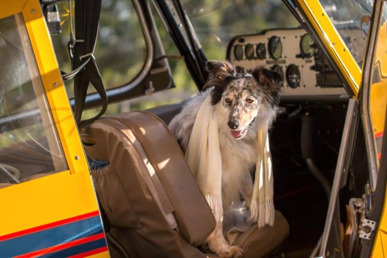 Border collie Australian shepherd mix dog sitting down in pilot seat in plane cockpit wearing white scarf looking adventurous courageous expectant alert ready to travel fly vacation holiday