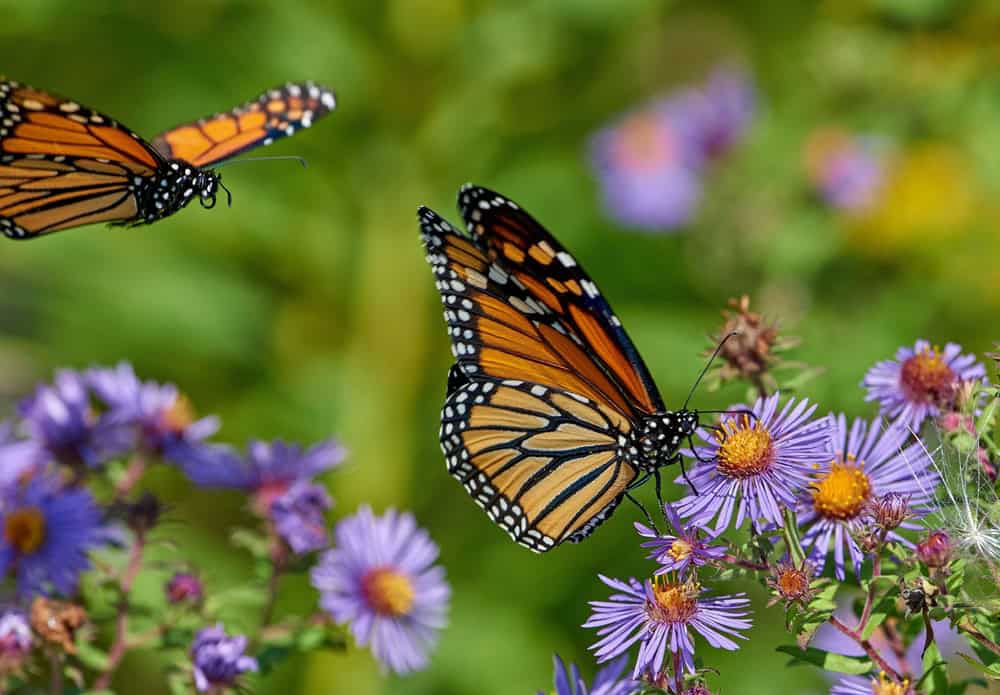 A closeup shot of Monarch butterflies