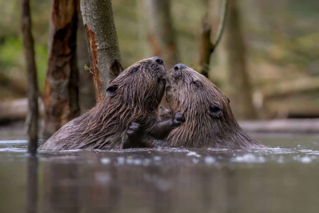 The Eurasian beaver (Castor fiber)
