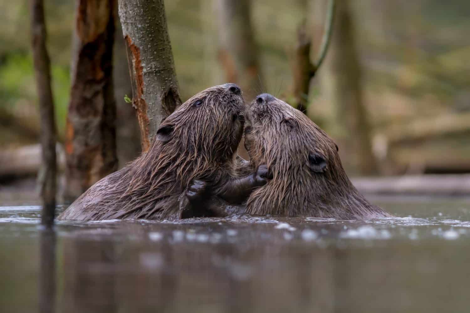 The Eurasian beaver (Castor fiber)