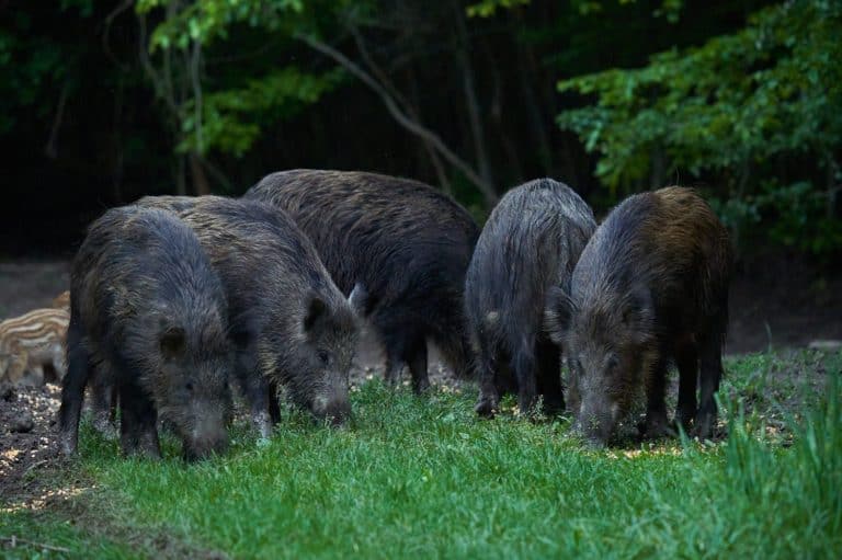 A herd of wild hogs (feral pigs) of all ages, rooting in the forest, after sunset