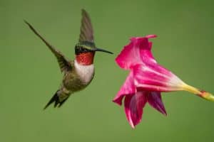 A ruby-throated hummingbird gathering nectar from a mandevilla flower.