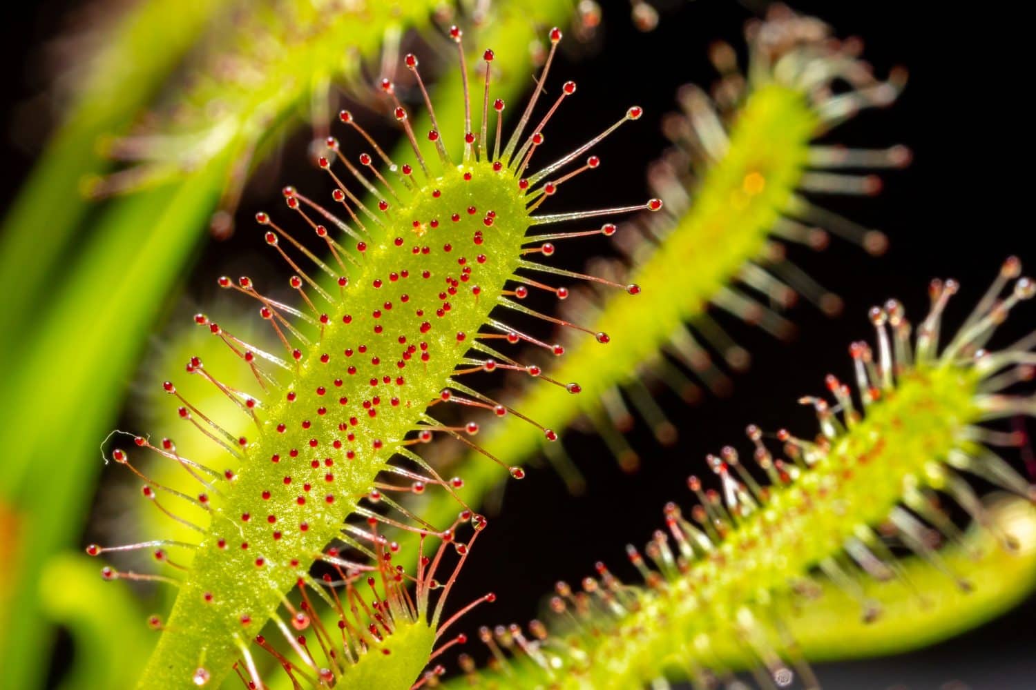 Carnivorous plant Drosera capensis, known as Cape sundew in selective focus.