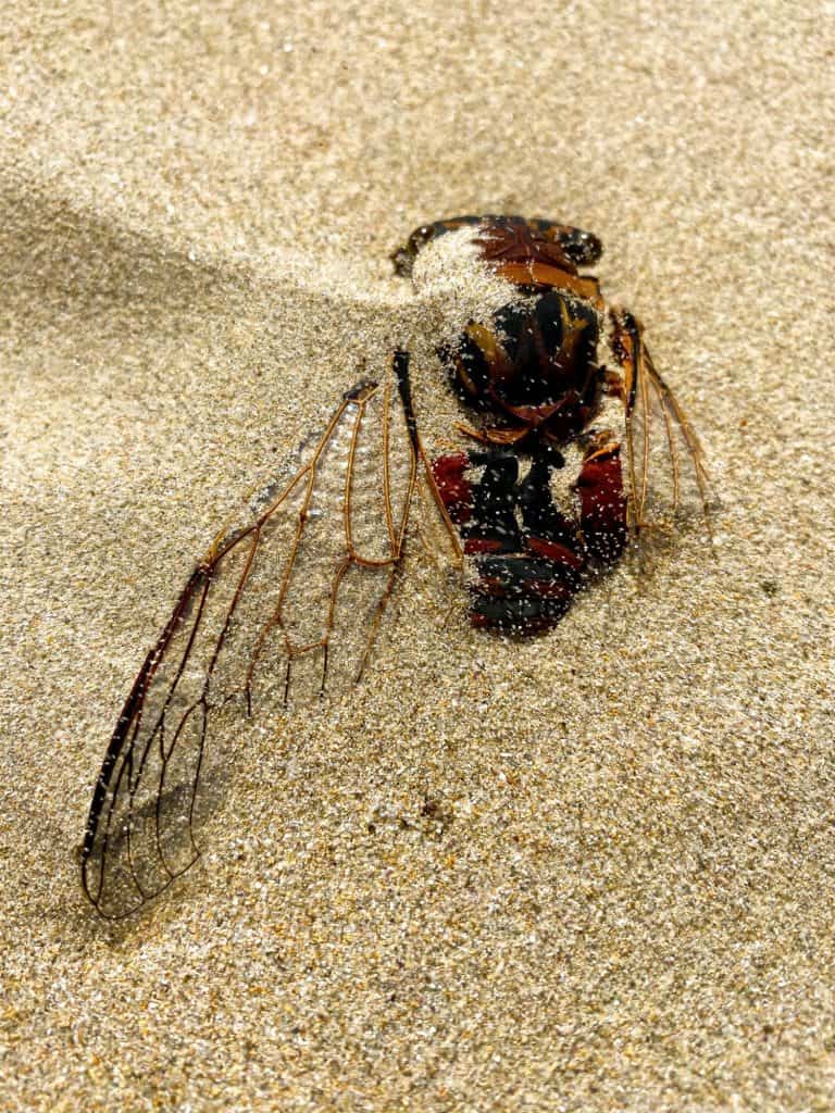 Cicada Insect in sand decaying