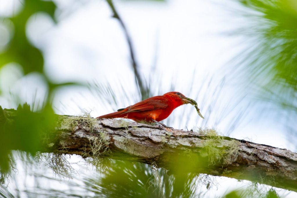 Bright red bird, Hepatic Tanager eating a bug in the rainforest of Trinidad and Tobago