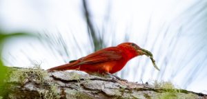 Bright red bird, Hepatic Tanager eating a bug in the rainforest of Trinidad and Tobago