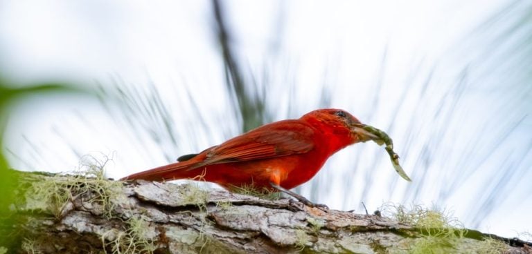 Hepatic Tanager (Red Tanager)