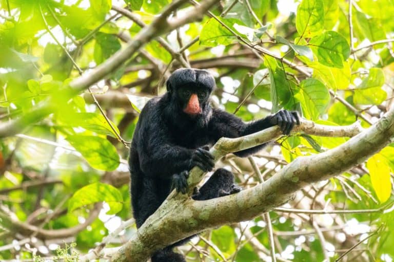 Beautiful view to White-nosed Saki monkey (Chiropotes albinasus)