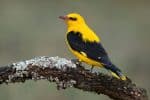 Eurasian Golden Oriole