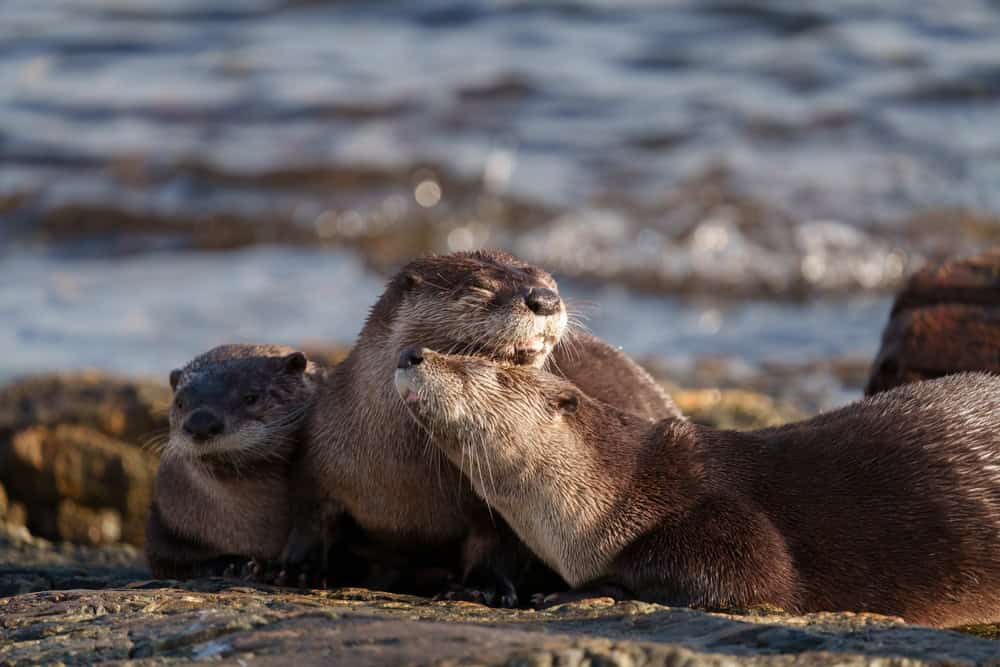 The sea otter Enhydra lutris resting on seaside rock. It is a marine mammal native to the coasts of the North Pacific Ocean. The heaviest in weasel family