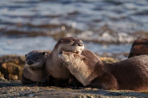 The sea otter Enhydra lutris resting on seaside rock. It is a marine mammal native to the coasts of the North Pacific Ocean. The heaviest in weasel family