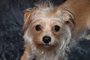 Chorkie (Chi-Yorkie mix) in all her cuteness