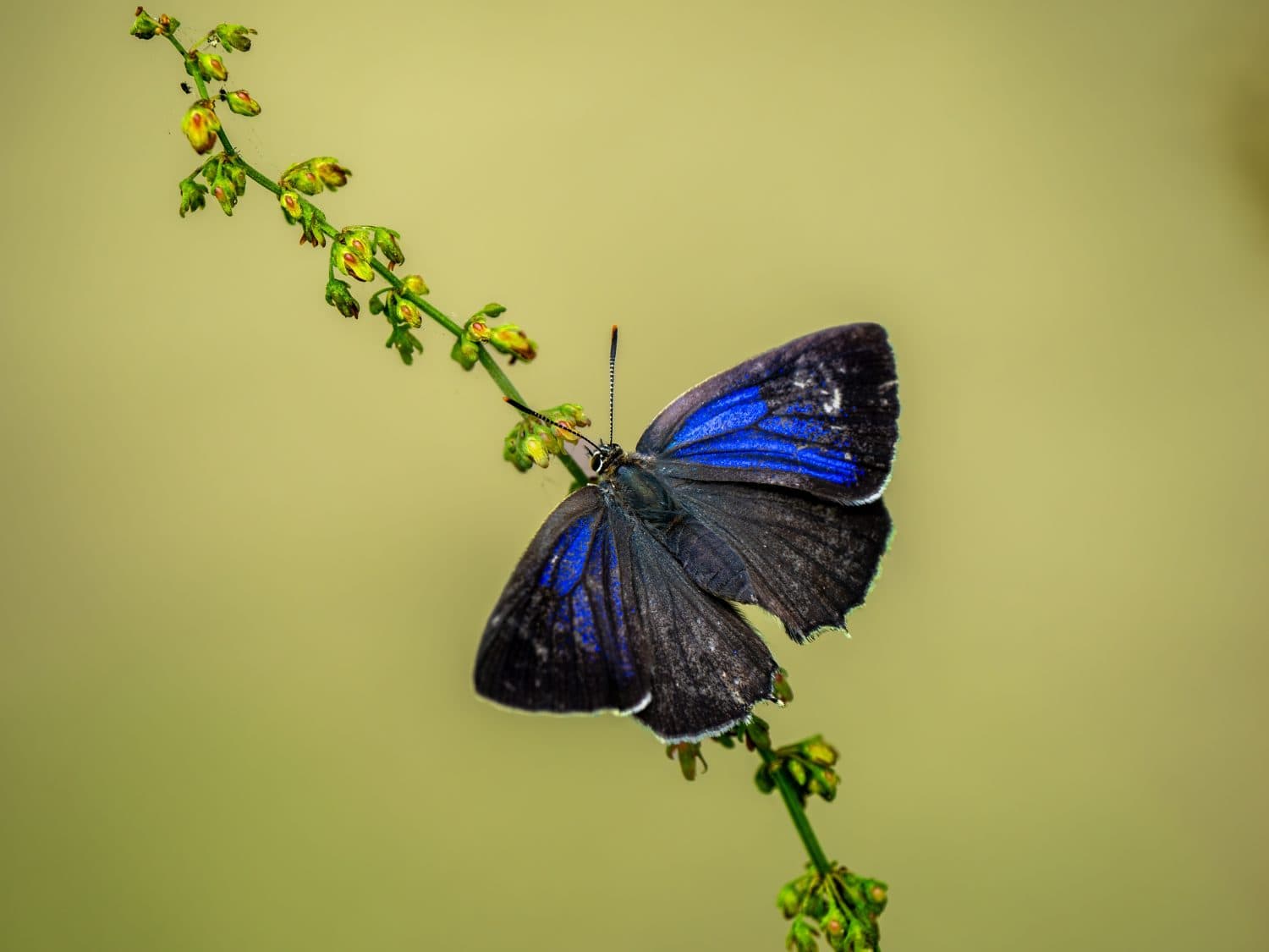 Purple Hairstreak Butterfly Resting With its Wings Open