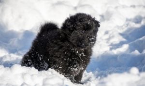 Swedish lapphund puppy in the snow
