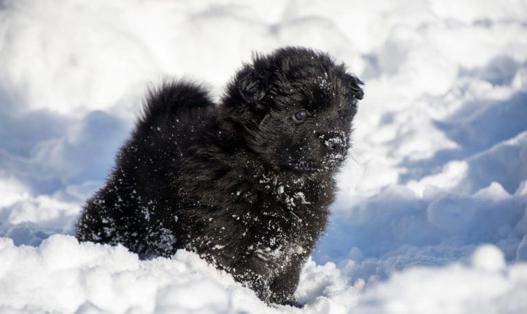 Swedish Lapphund
