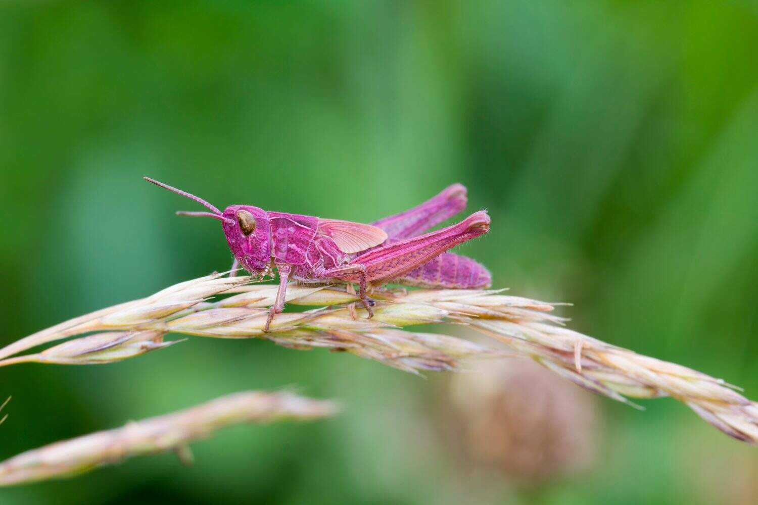 Pink Grasshopper perched on a grass stem closeup