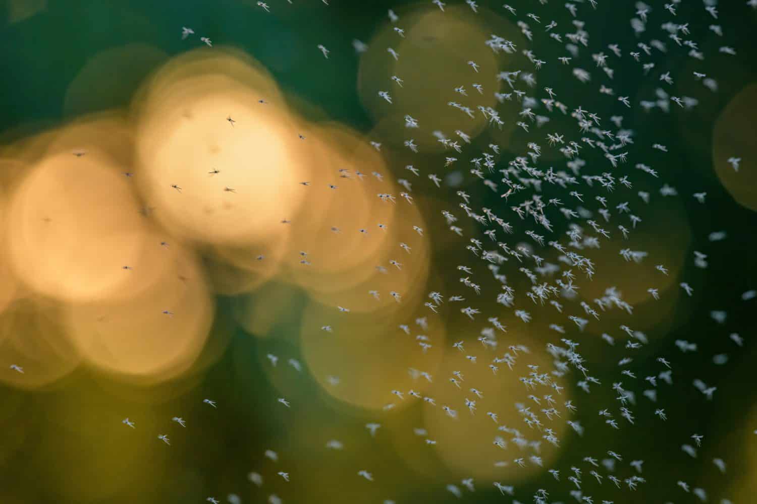 Swarm of flying gnats midges in evening light with blurred green background