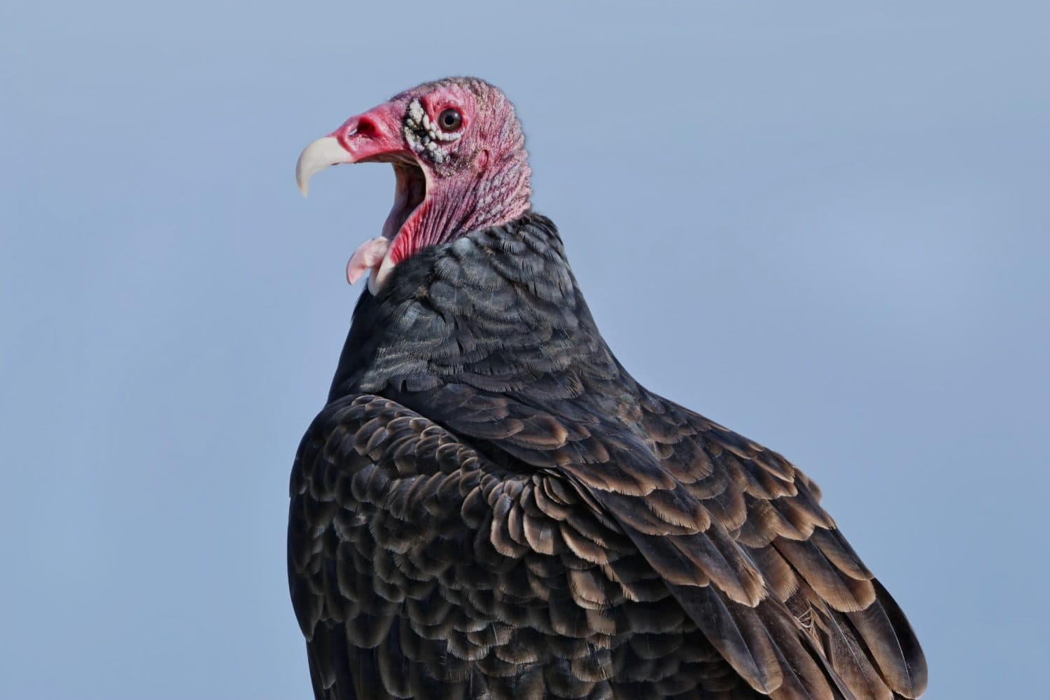Open Wide says the Turkey Vulture