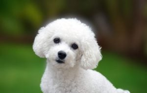 Bichon Frisé joyfully frolics in the park, fluffy white coat shining in the sun. this adorable dog embodies pure happiness amidst nature's beauty. The Bichon Frisé toy dog photo-shooting in studio