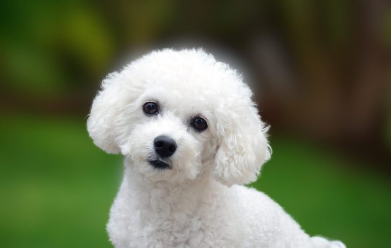 Bichon Frise